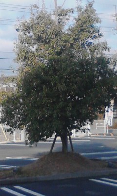 一本木