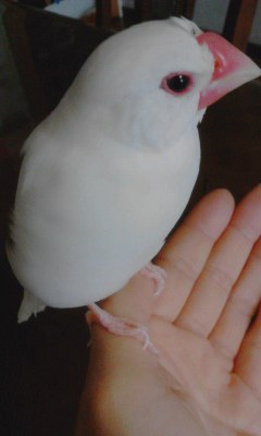 ・∋{おぅ！