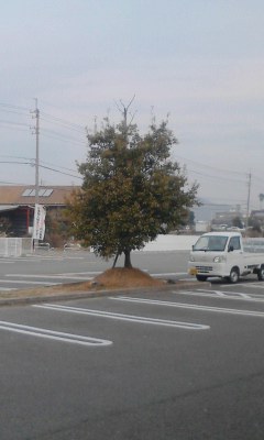 一本木
