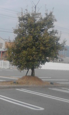 一本木