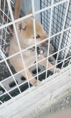 わんこ