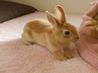 うさぎ