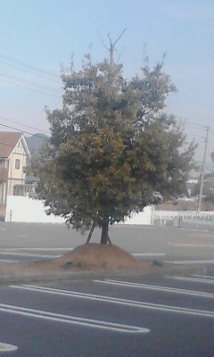 一本木