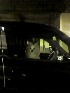 隣の車