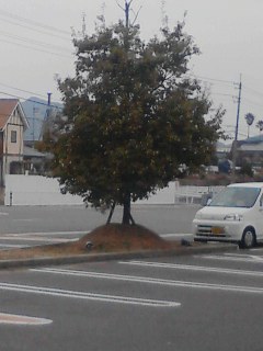 一本木