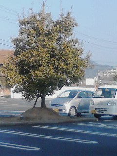 一本木