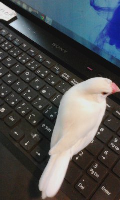 ・∋{キーボード