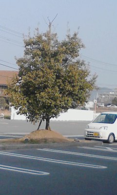 一本木