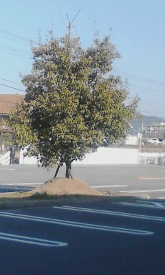 一本木
