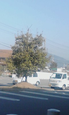 一本木
