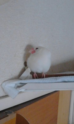 －∋{これから昼寝