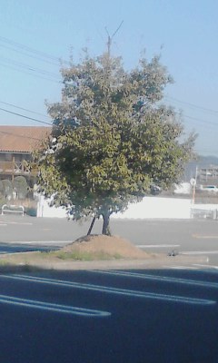 一本木