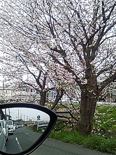 桜