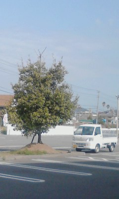 一本木