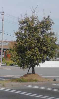一本木