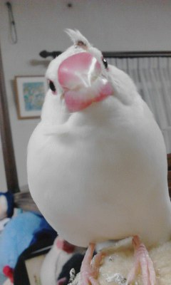・∋{あたま
