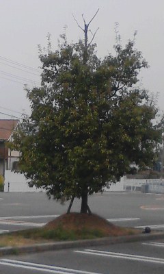 一本木