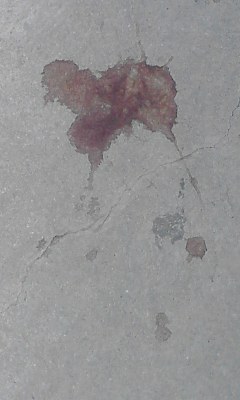 血？