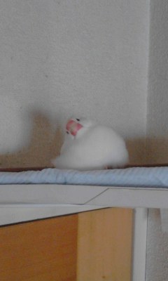 -∋{起こすな