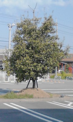 一本木