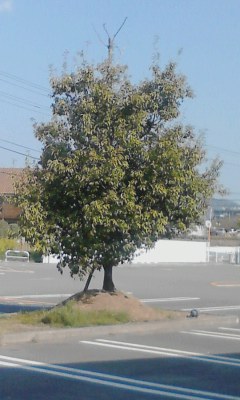一本木