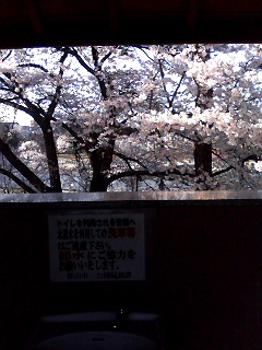 トイレ桜