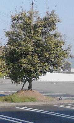 一本木