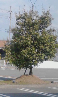一本木