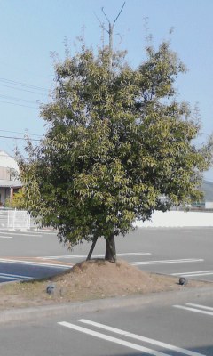 一本木