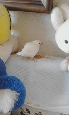 ・∋{軽食