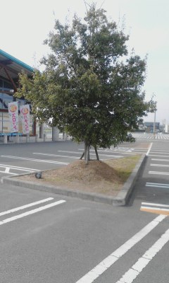 一本木