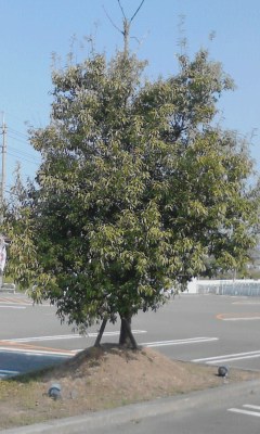 一本木