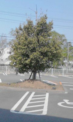 一本木