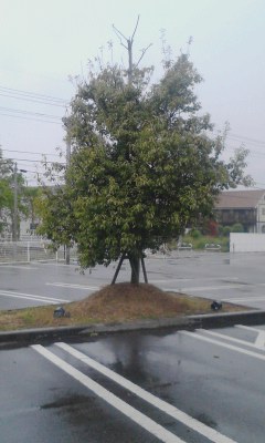 一本木