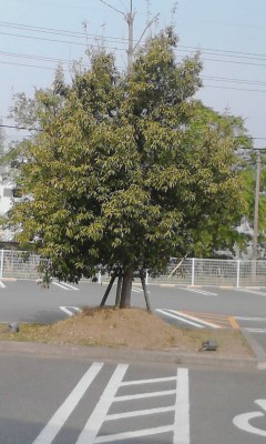 一本木