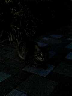 ぬこ