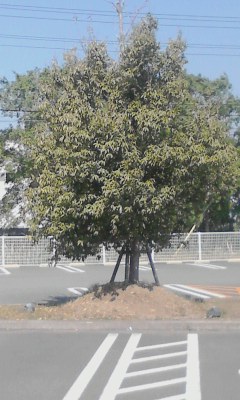 一本木