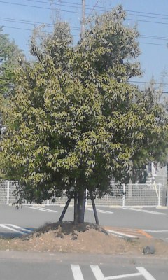 一本木