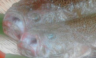 魚