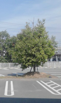 一本木