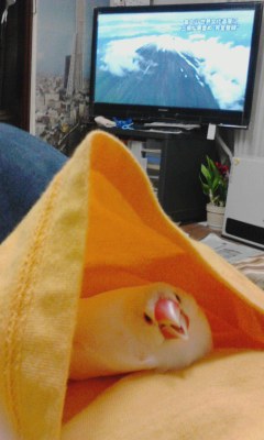 ＾∋{登録オメ！