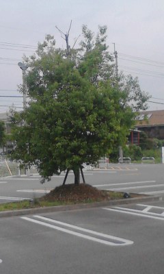 一本木