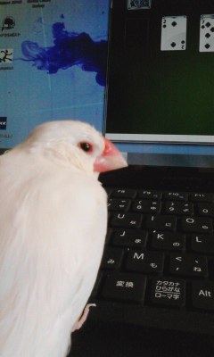 ・∋{ソリティア