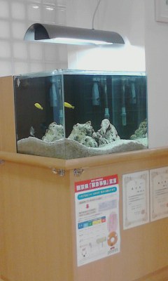 魚