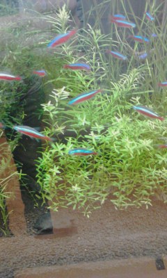 熱帯魚