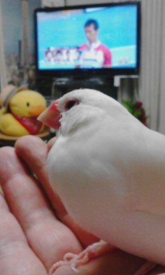 ・∋{日本頑張ったよ