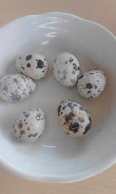 鶉の玉子