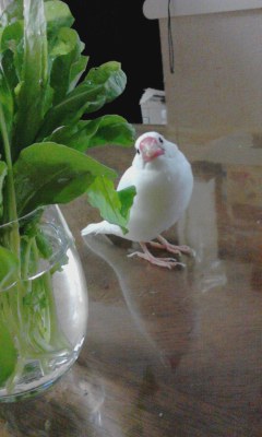 ・∋{青菜とともに