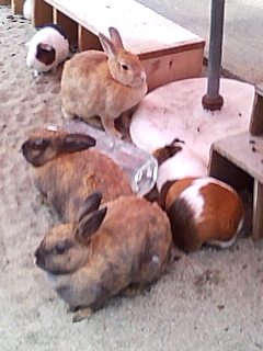 うさぎ