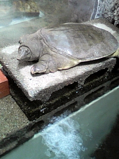 鼈